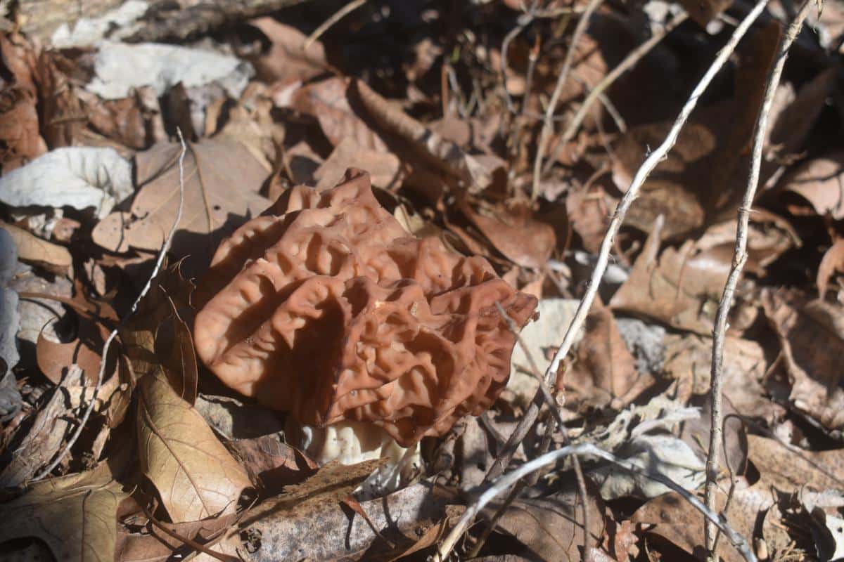 big red gyromitra caroliniana