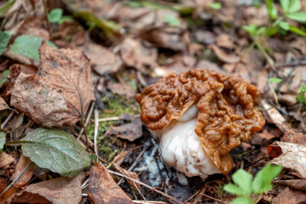 Thick stemmed snow false morel gyromitra gigas