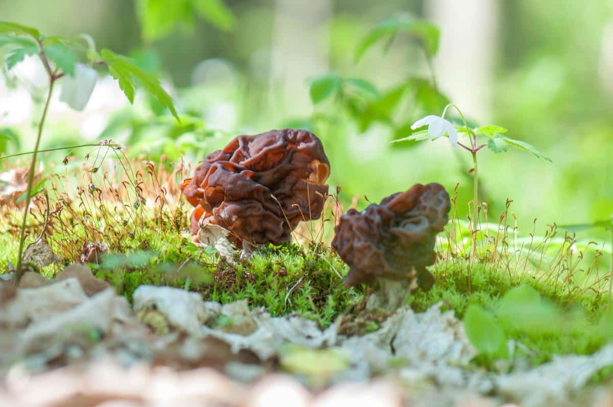 bull nose false morel