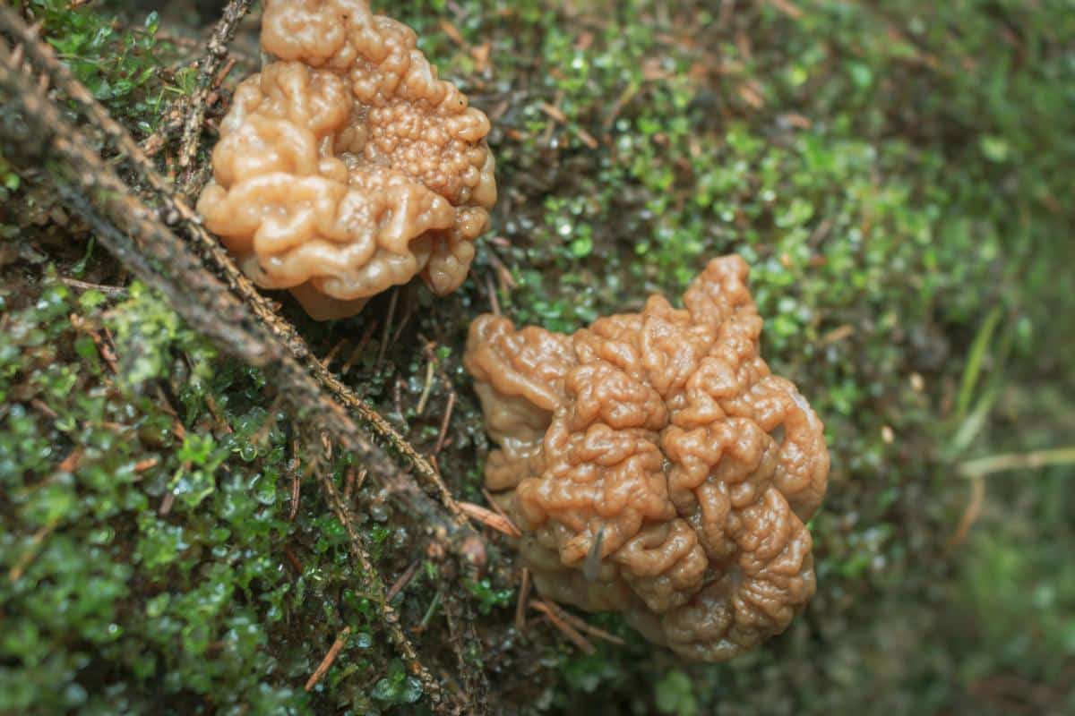 Gyromitra gigas group