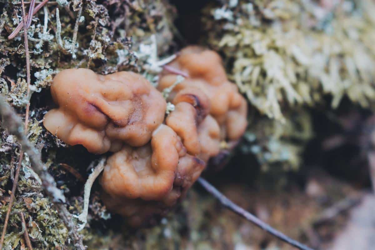 giant's false morel