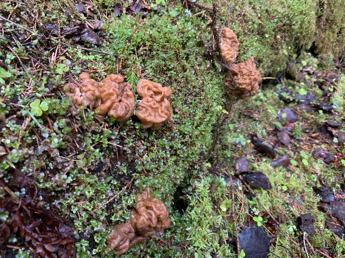 giant's false morel