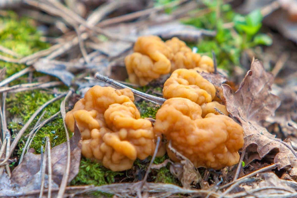 giant's false morel, bull nose false morel