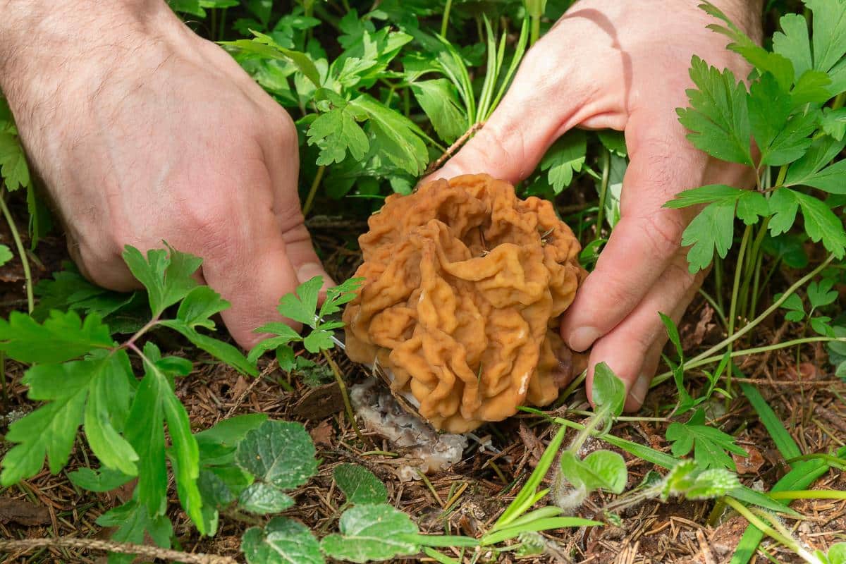 snow false morels