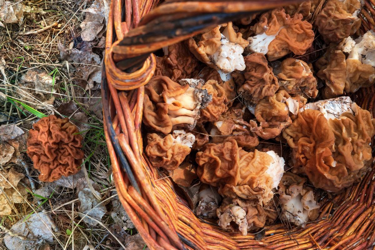 giant's false morel, bull nose false morel