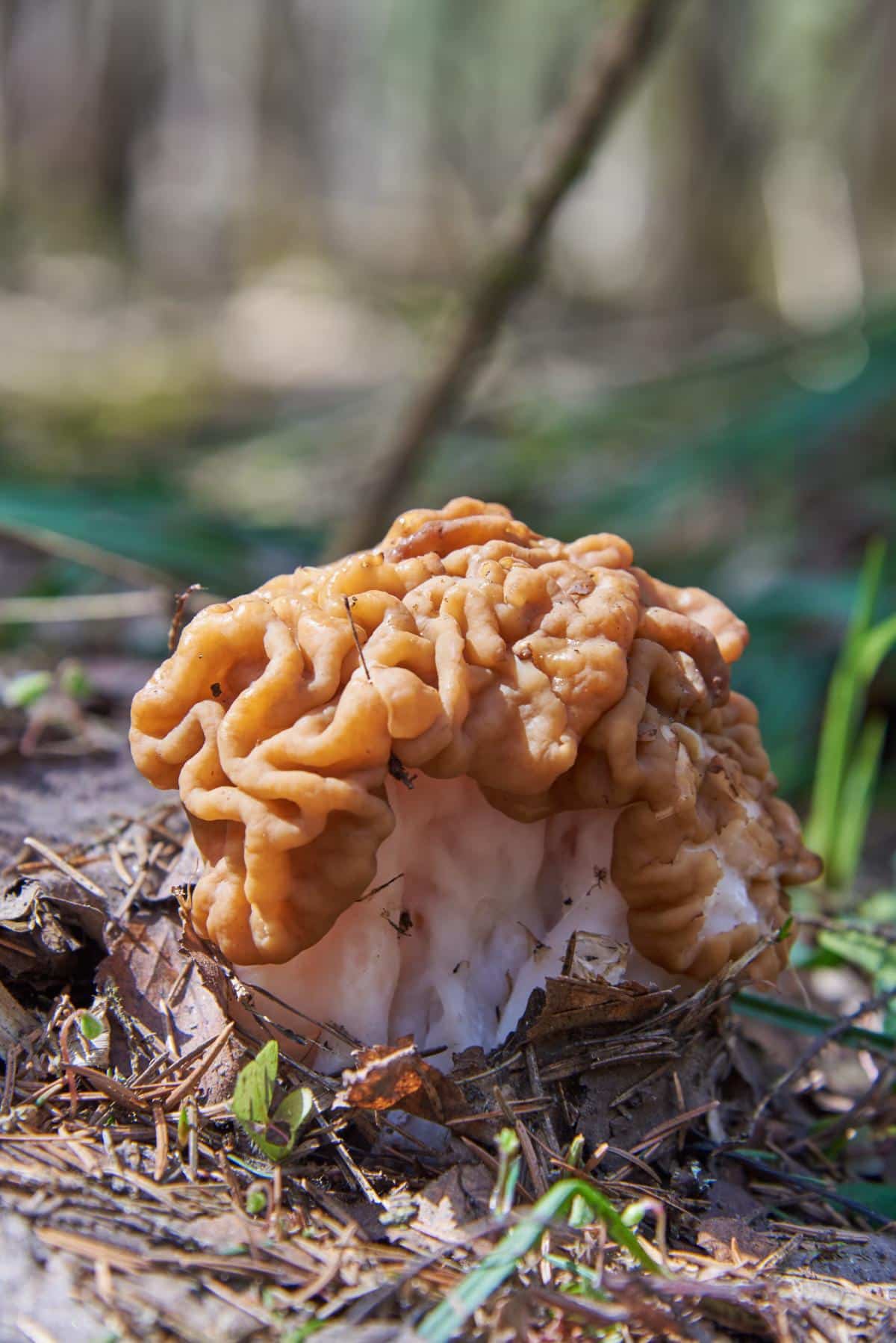 Gyromitra korfii aka Calf Brain