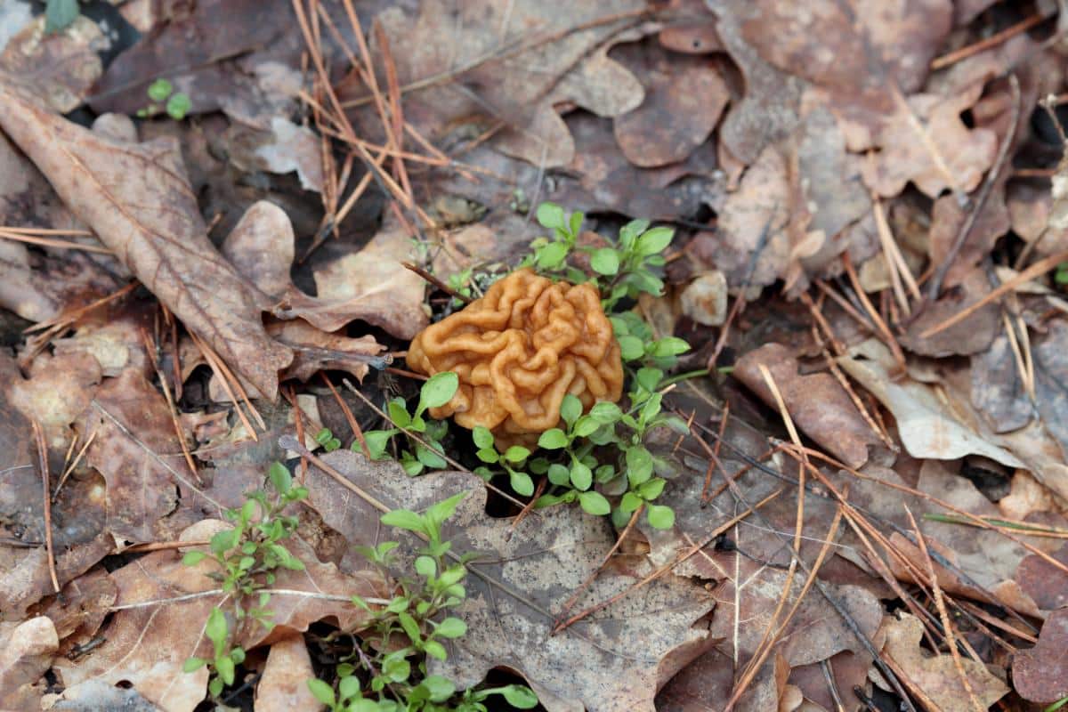 snow morel