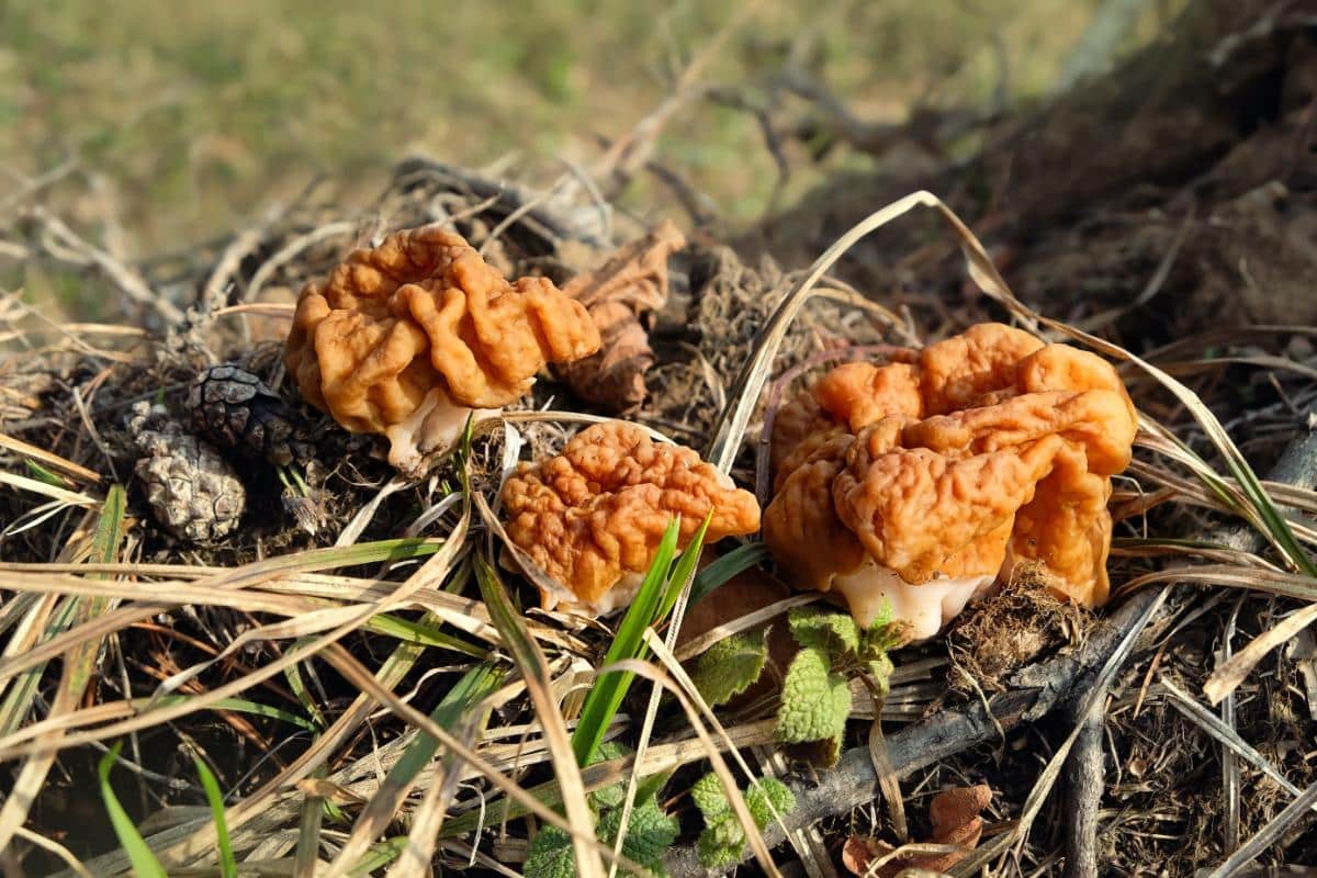 snow false morels