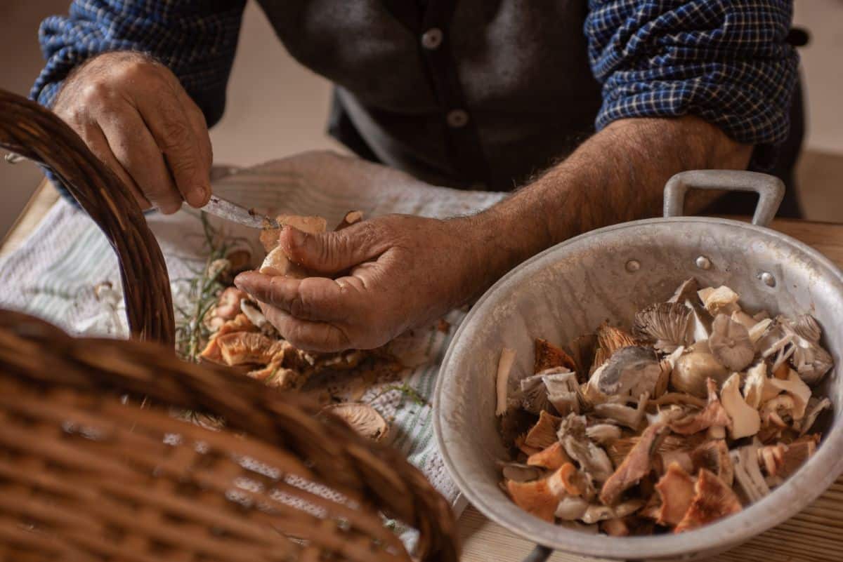 cleaning wild mushrooms