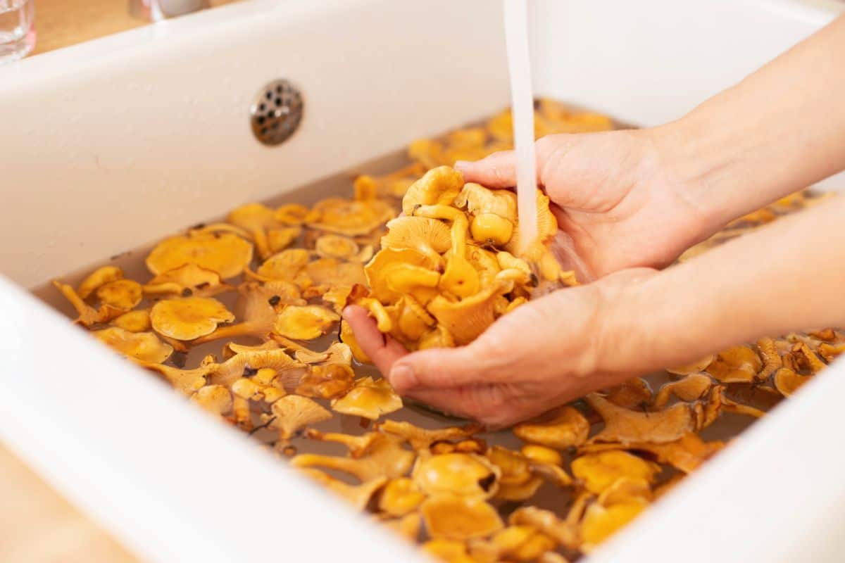 water bath for yellowfoot chanterelles