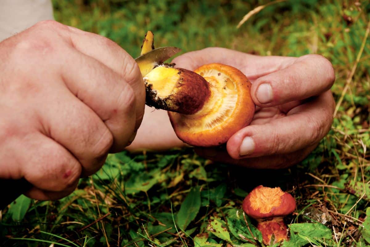 cleaning wild mushrooms