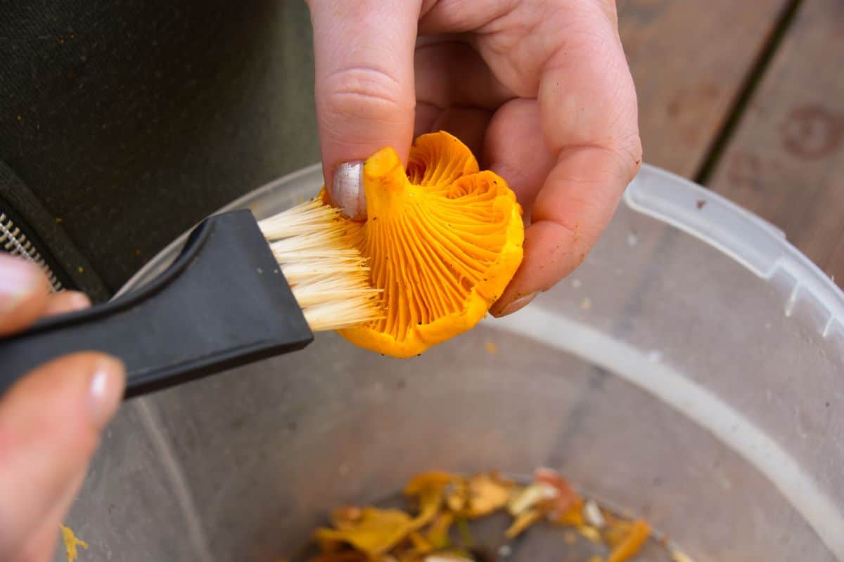 mushroom cleaning brush