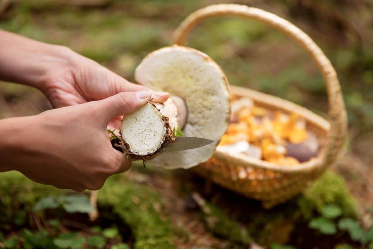 bolete stem