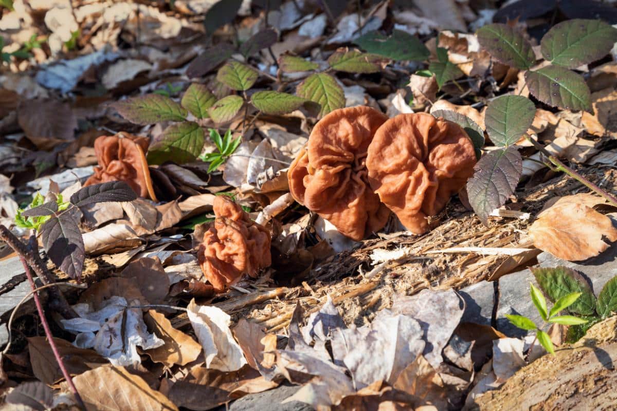 elephant ear false morels