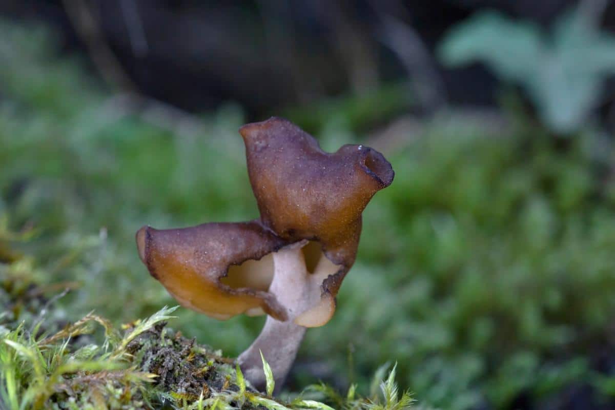 Gyromitra infula