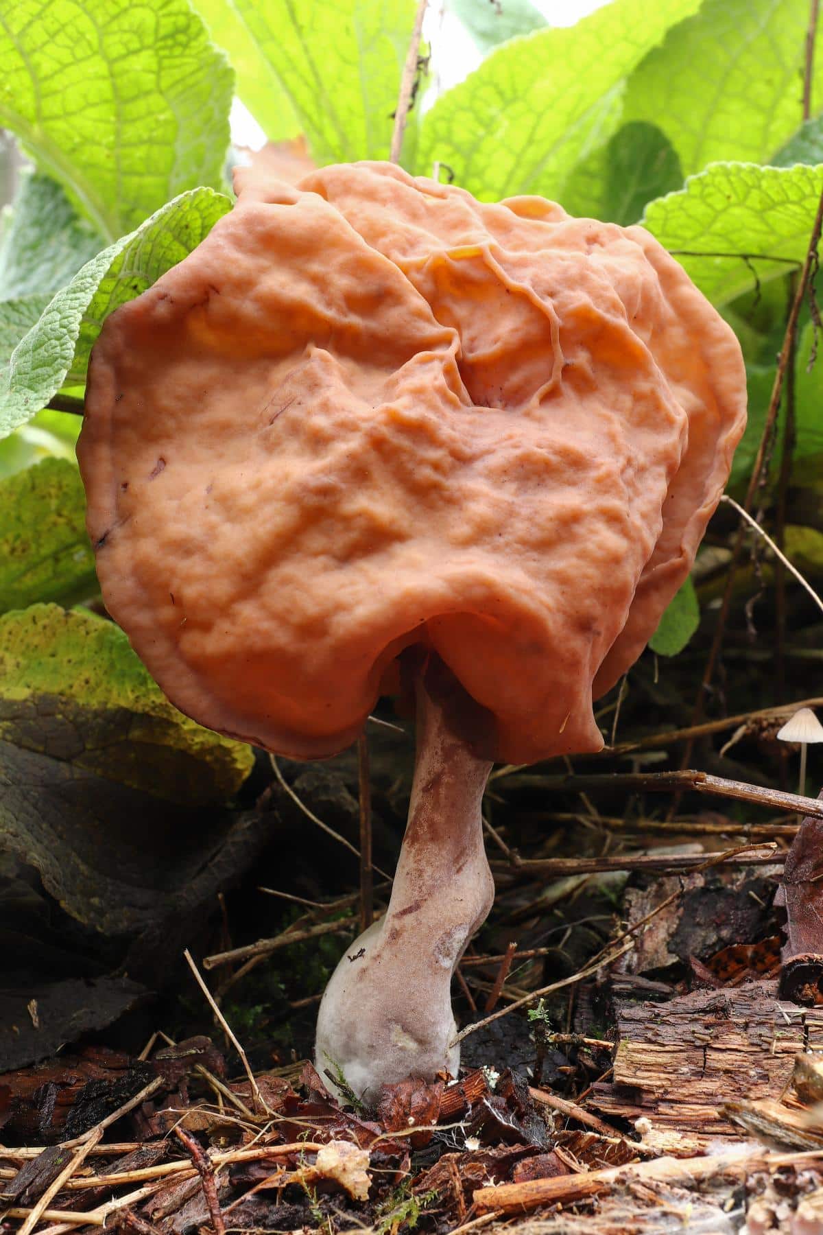 Gyromitra infula 