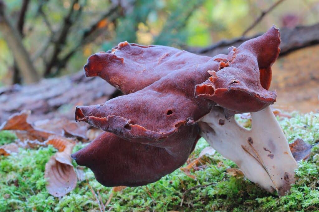 The Hooded False Morel Identification Guide Mushroom Appreciation