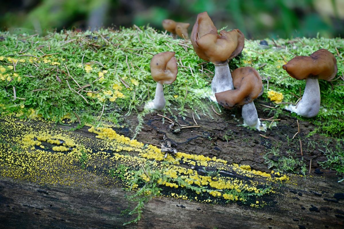 Gyromitra infula