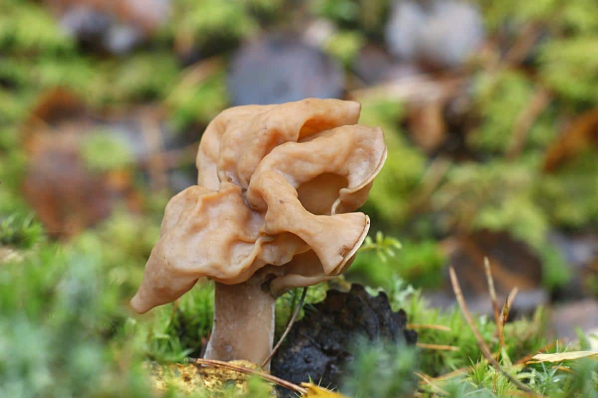 hooded false morel