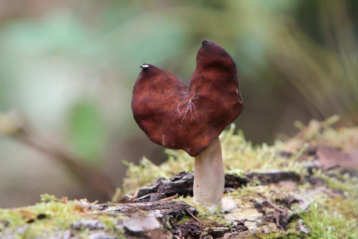 Gyromitra infula aka hooded false morel