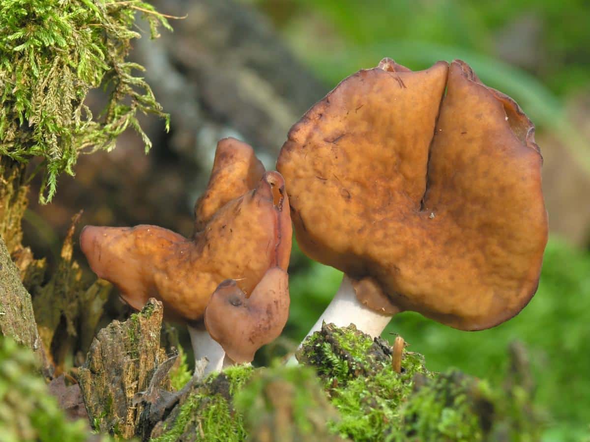 Gyromitra infula