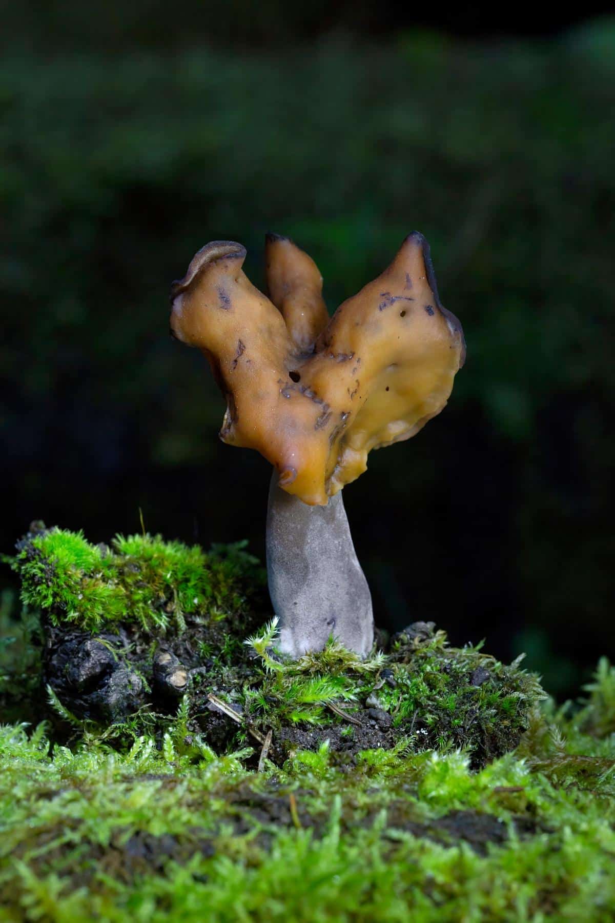 hooded false morel fungi