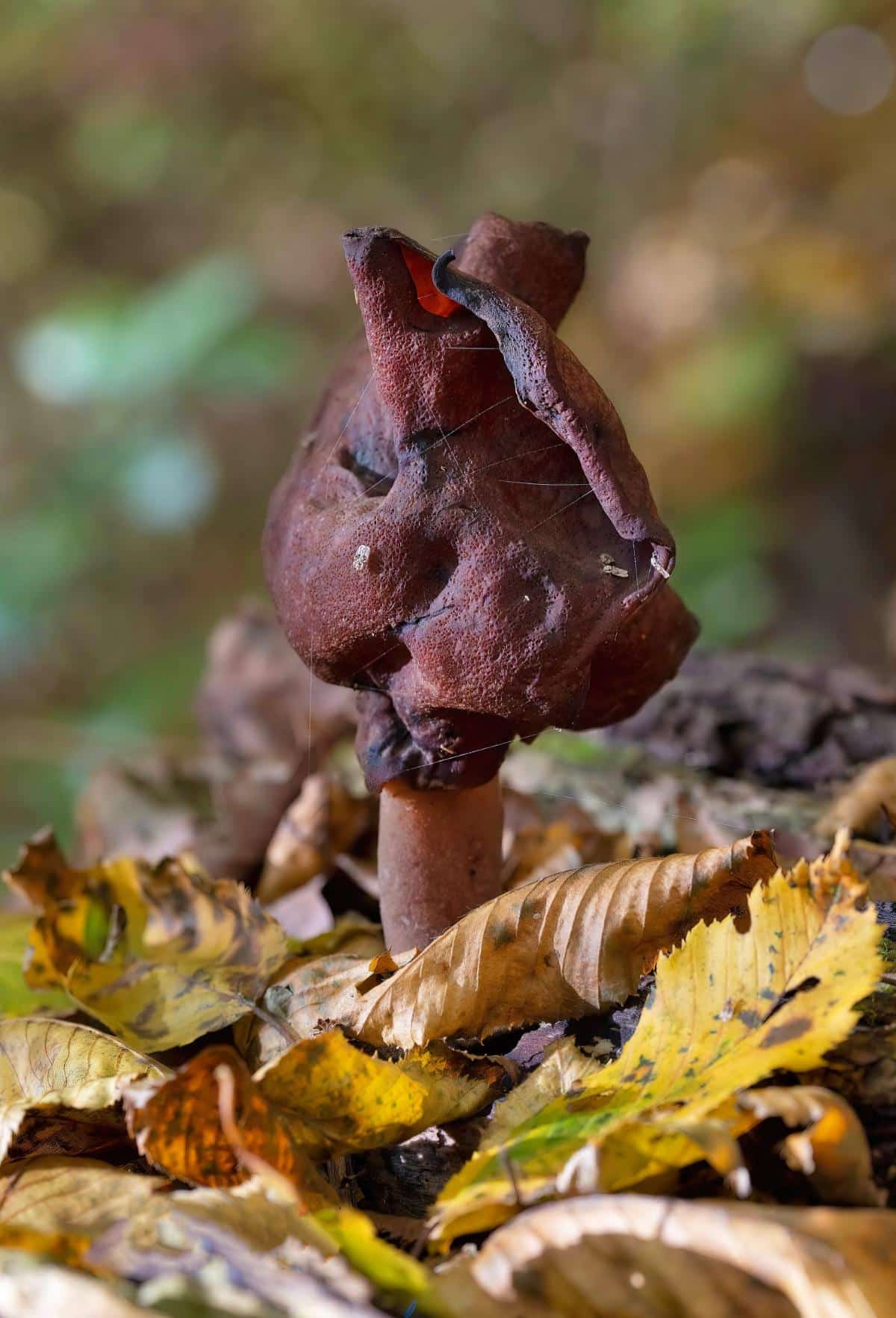 hooded false morel mushroom