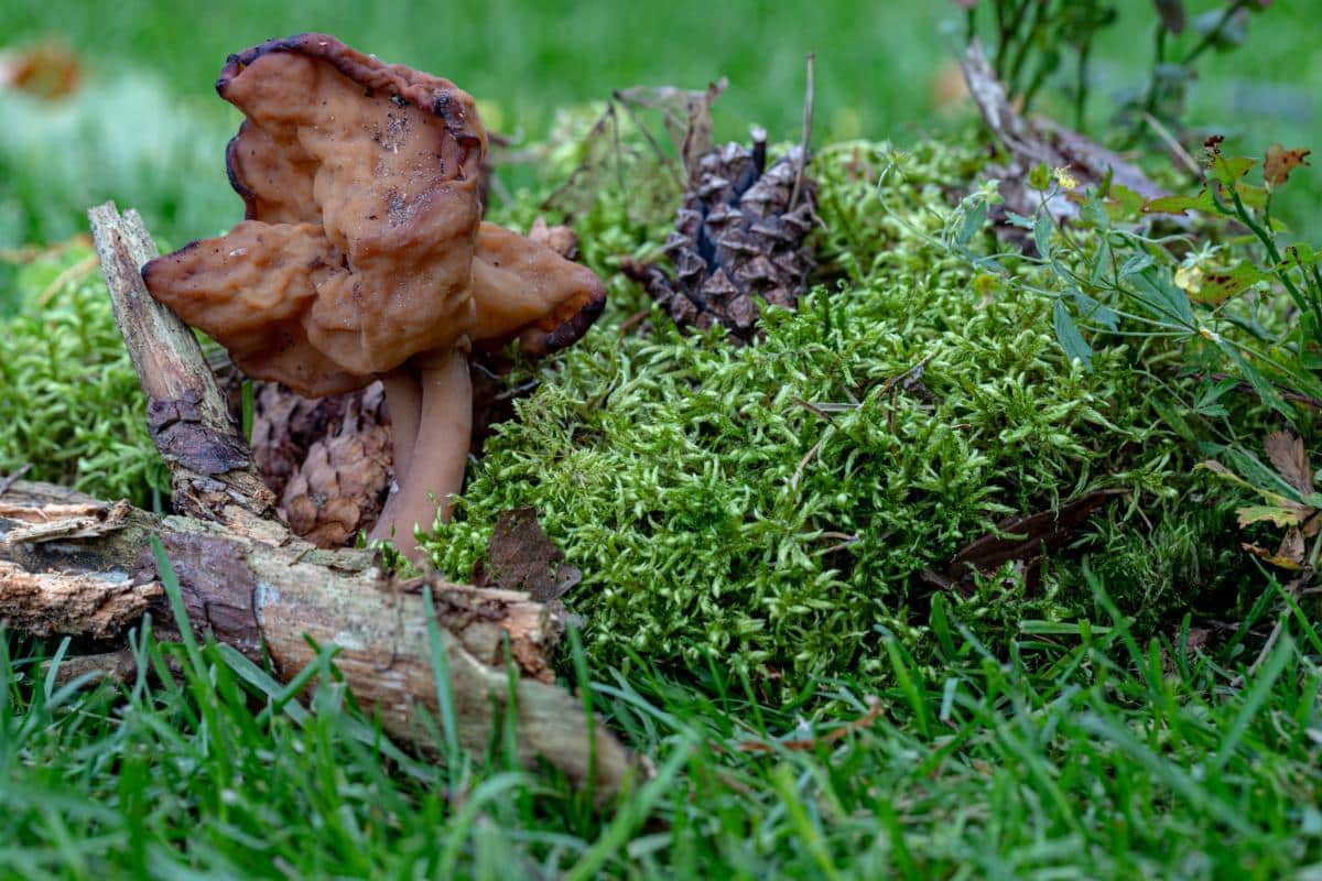 Gyromitra infula