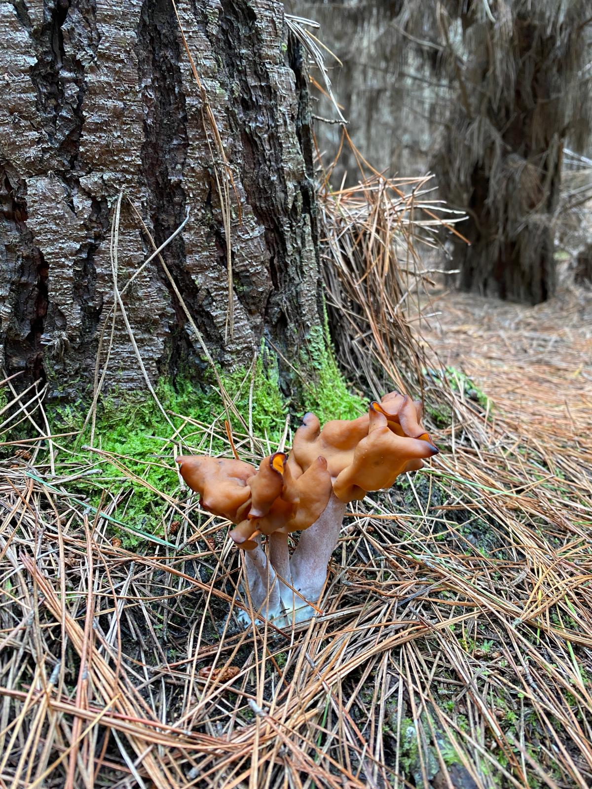 Gyromitra infula