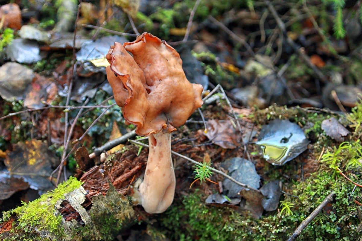 hooded false morel fungi