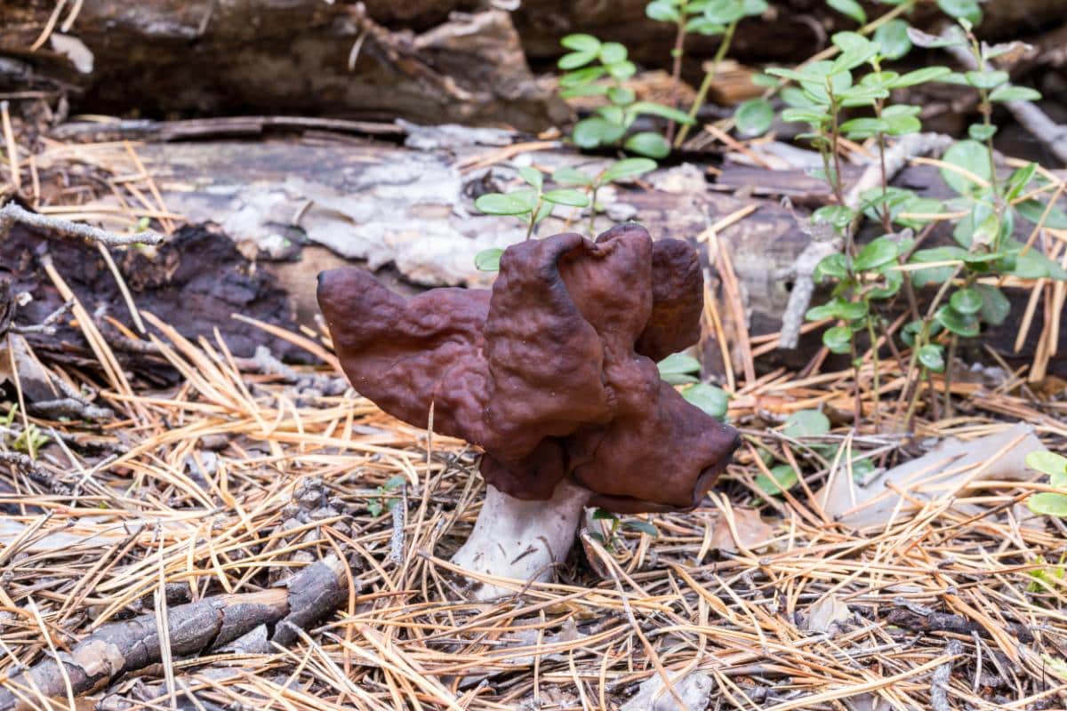 Gyromitra infula