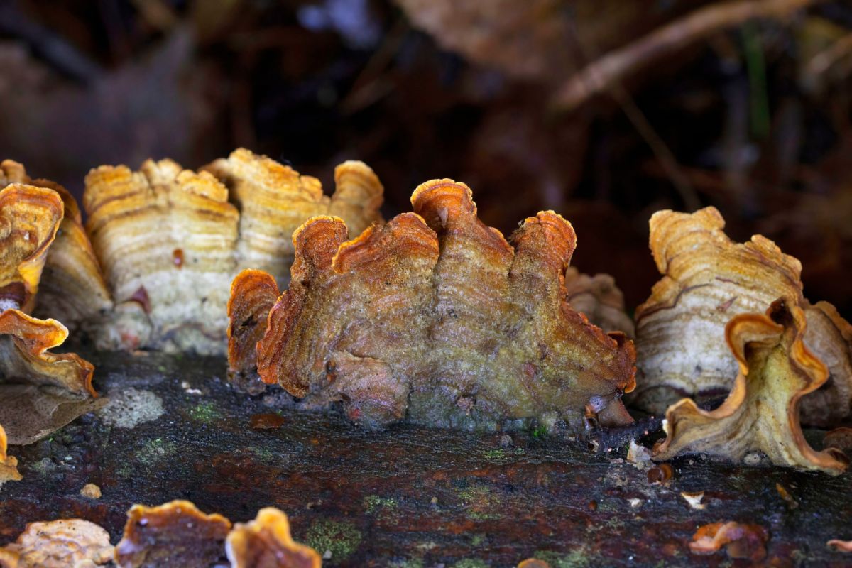 false turkey tail