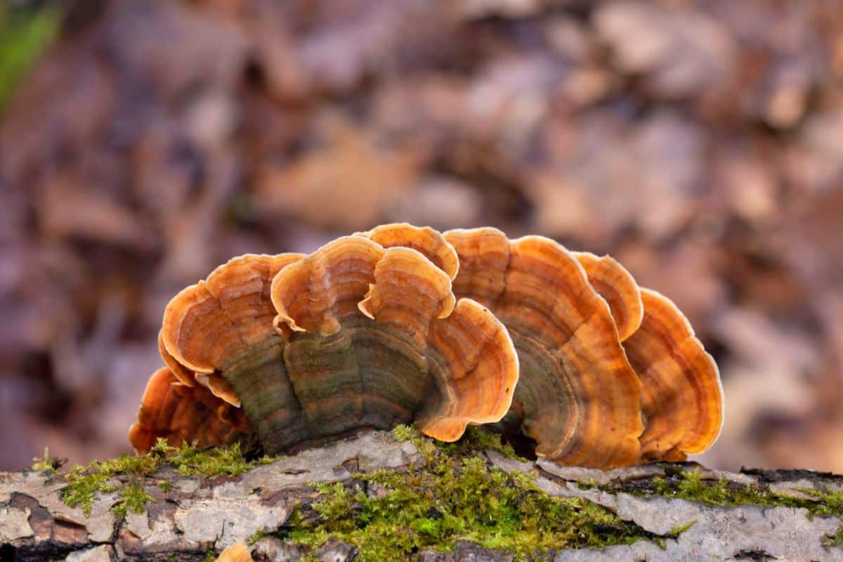 false turkey tail Stereum hirsutum (group)