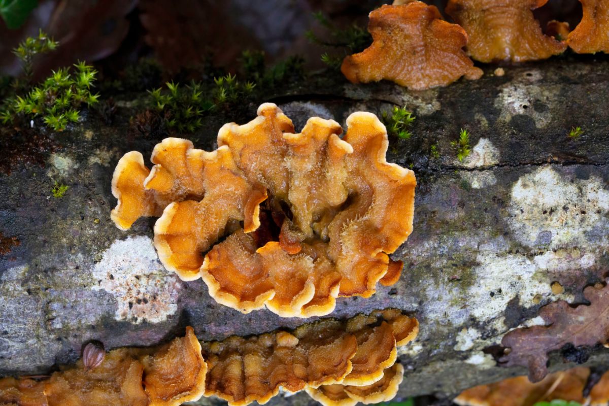 Stereum hirsutum false turkey tail