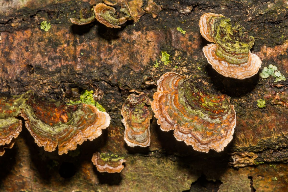 Stereum ostrea false turkey tail