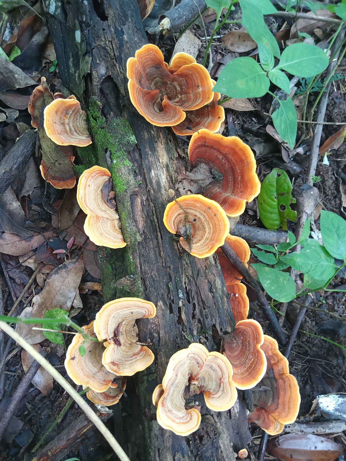 Stereum ostrea false turkey tail fungi