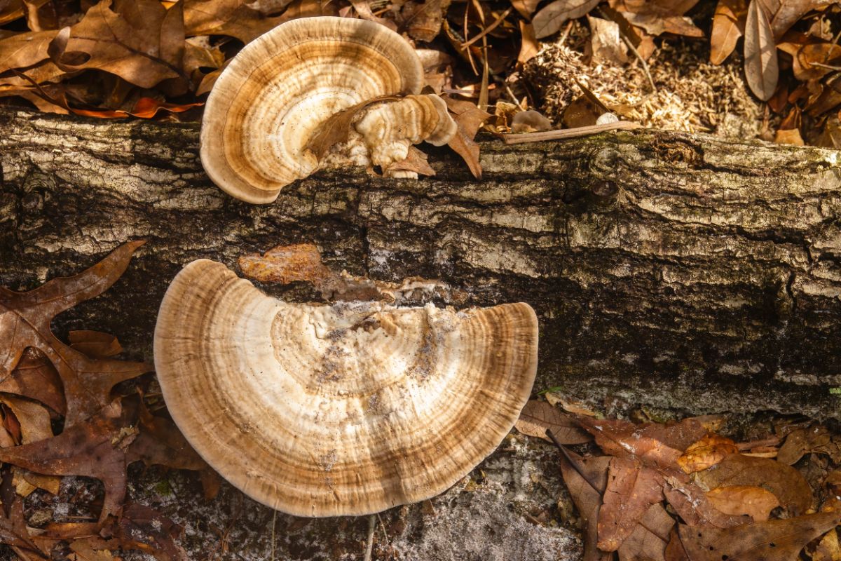 Stereum ostrea false turkey tail