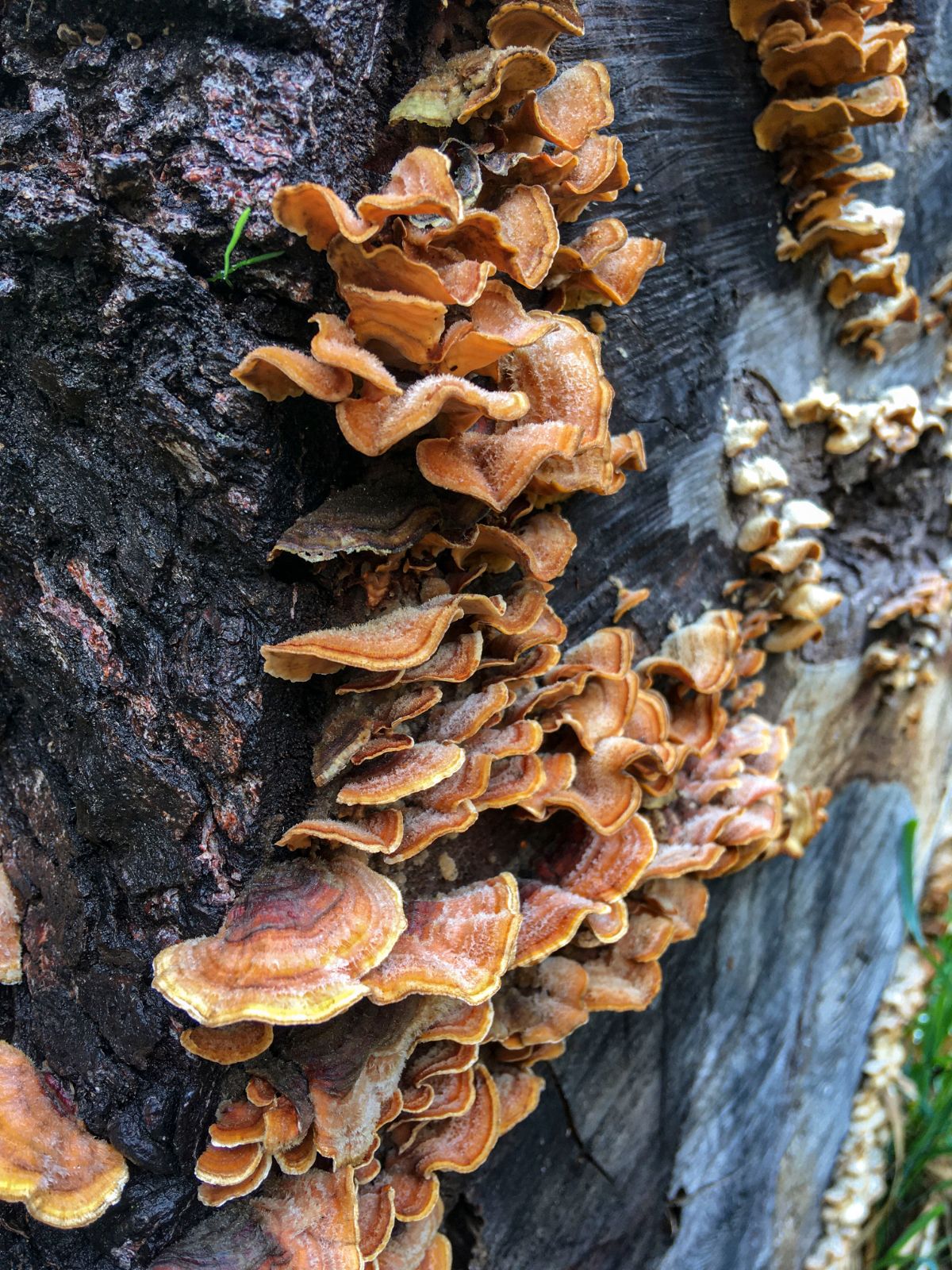 Stereum ostrea false turkey tail