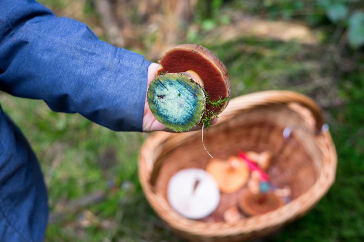 blue staining of bolete