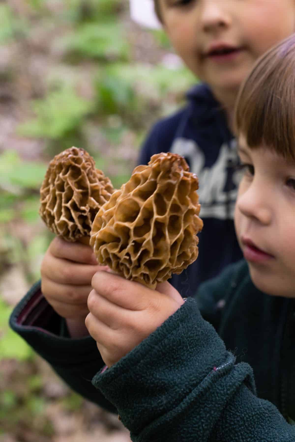 boy holding two morel mushrooms, mushroom hunting with kids