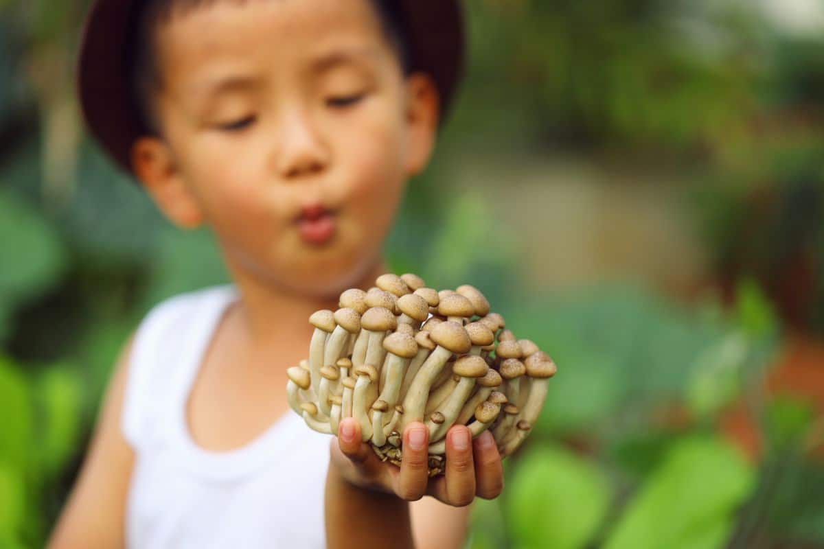 small boy holding mushrooms