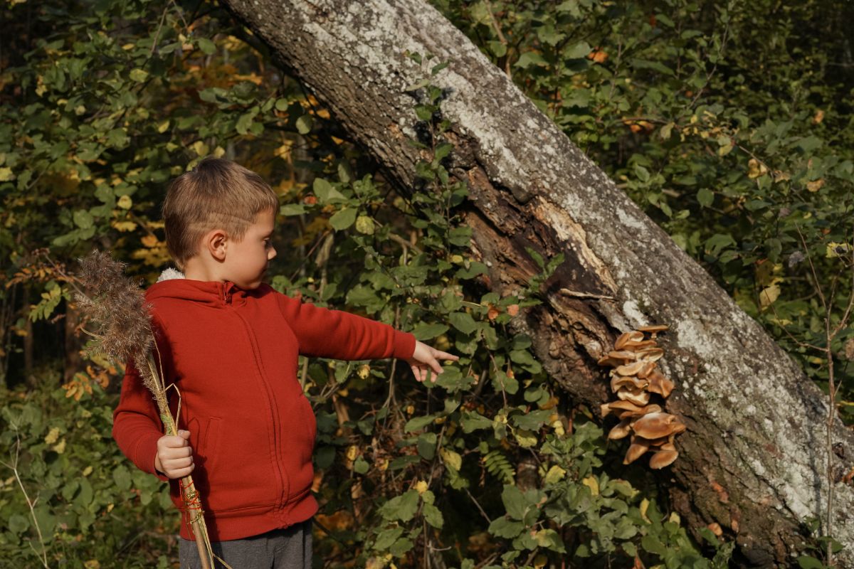 boy pointing to cluster of fungi, mushroom hunting with kids