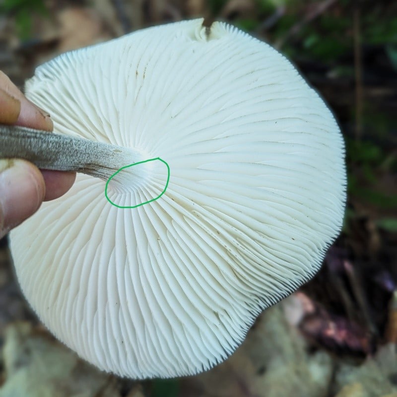rooting mushroom notched gill