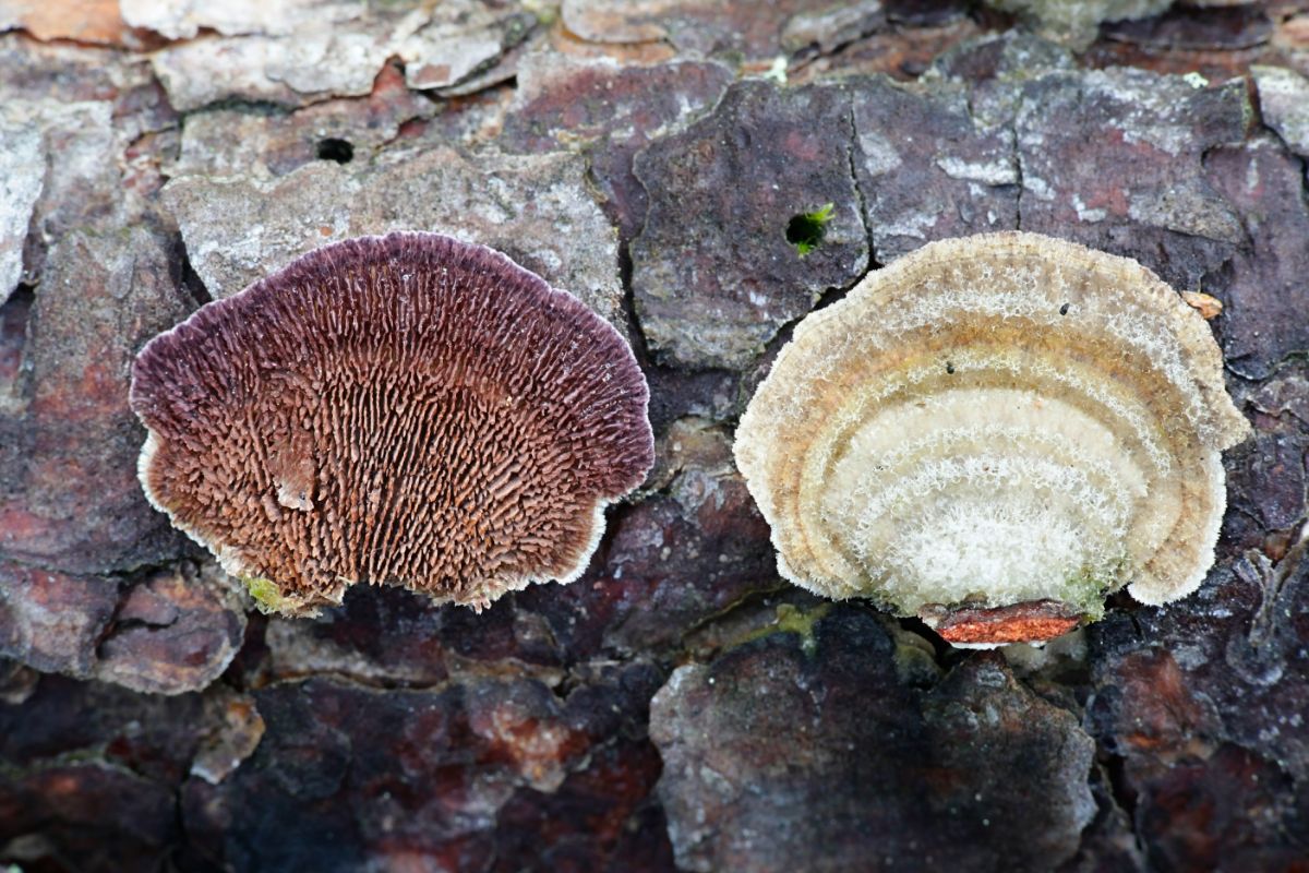 violet toothed polypore