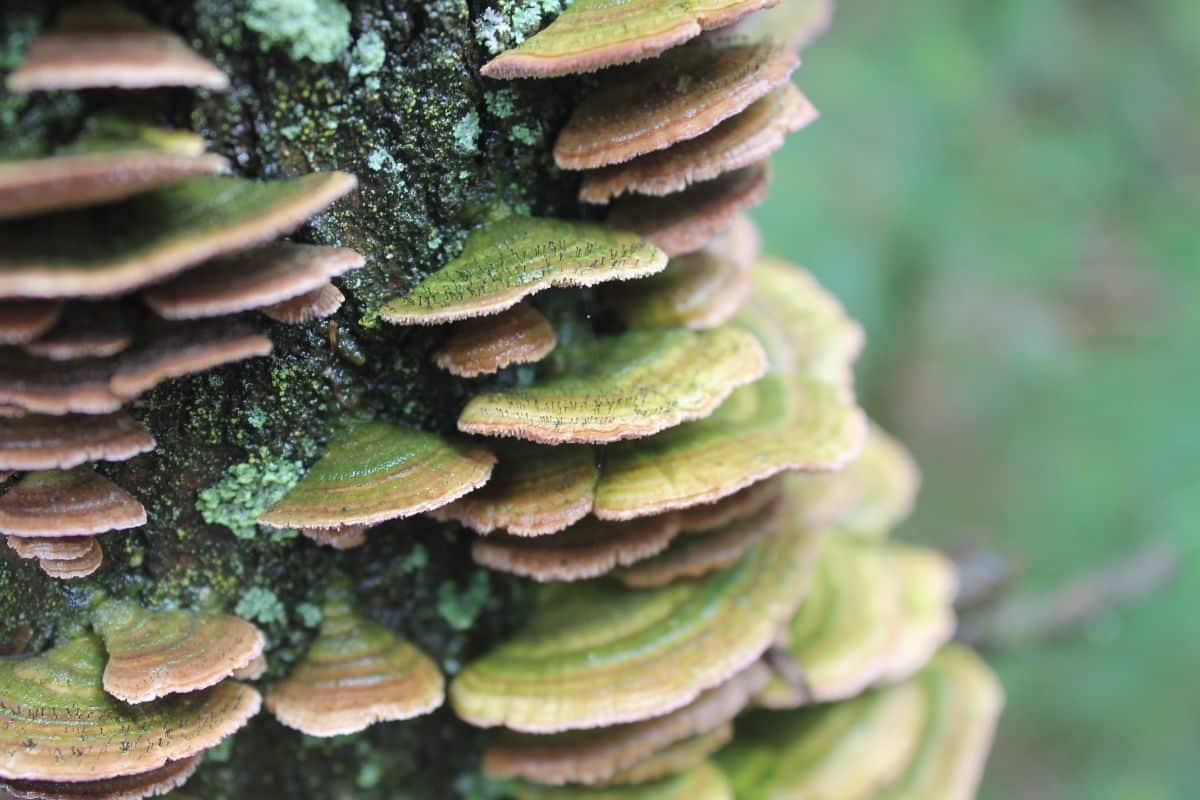 violet toothed polypores