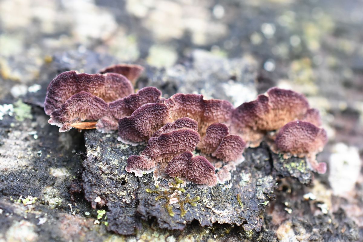 violet toothed polypore