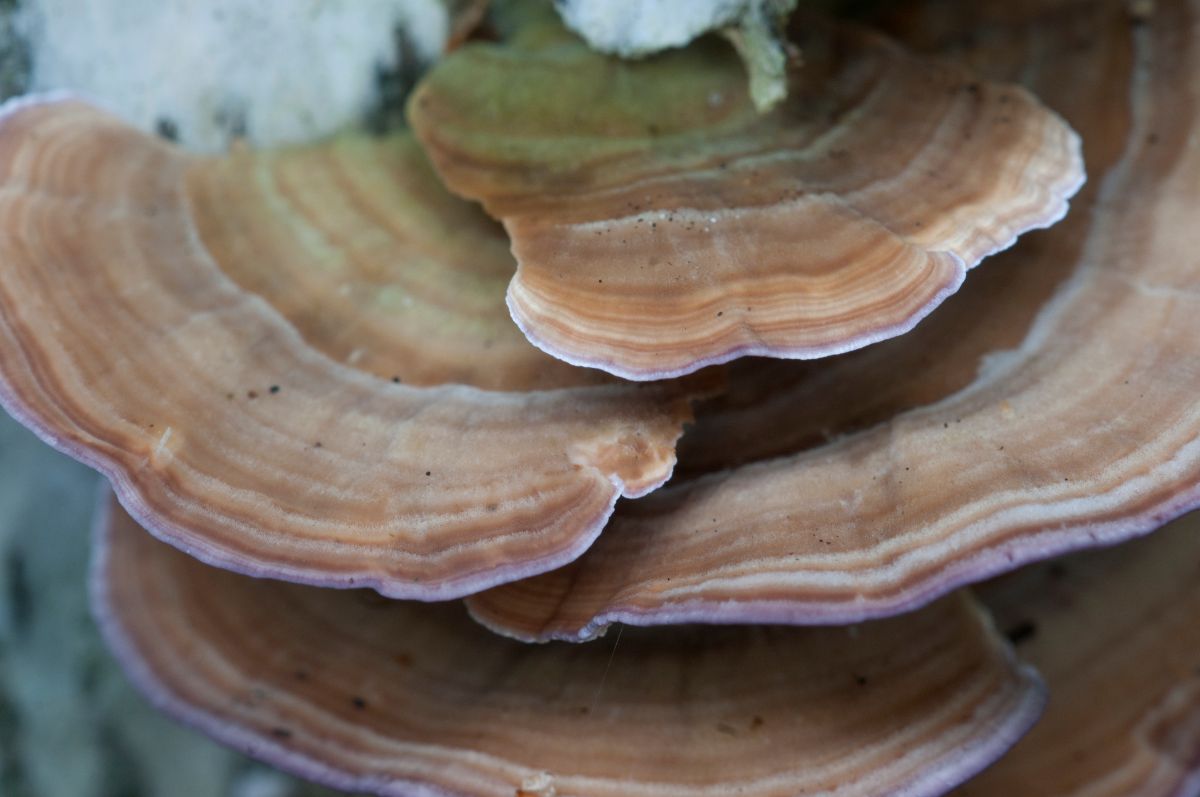 violet toothed polypores