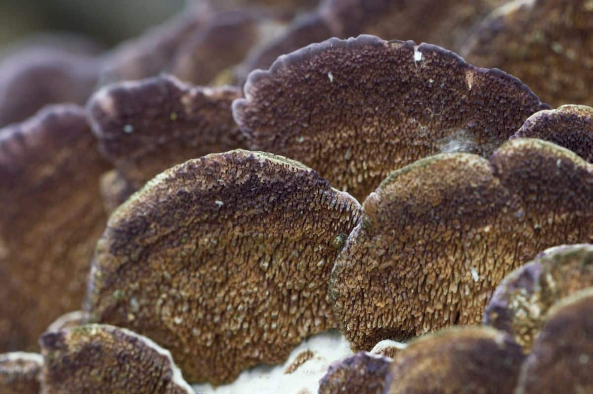 violet toothed polypores