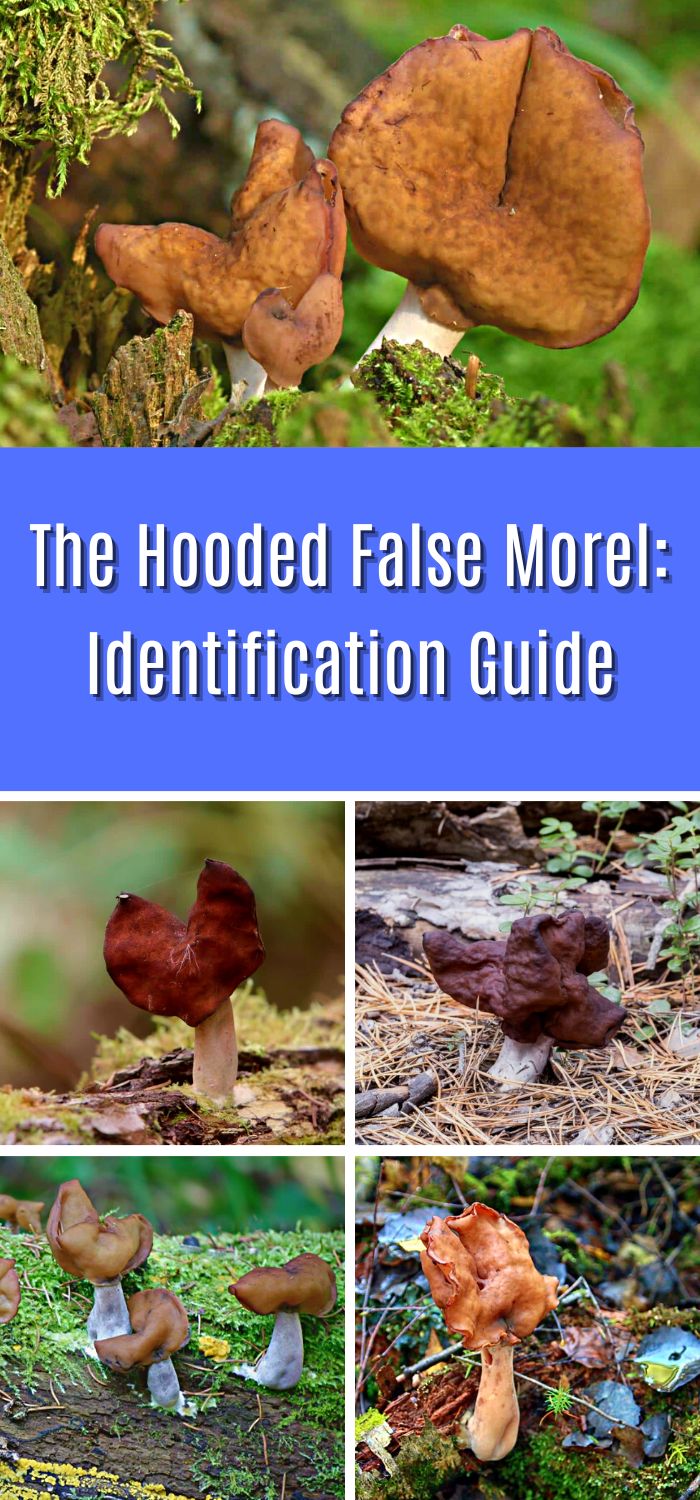 The Hooded False Morel Identification Guide Mushroom Appreciation