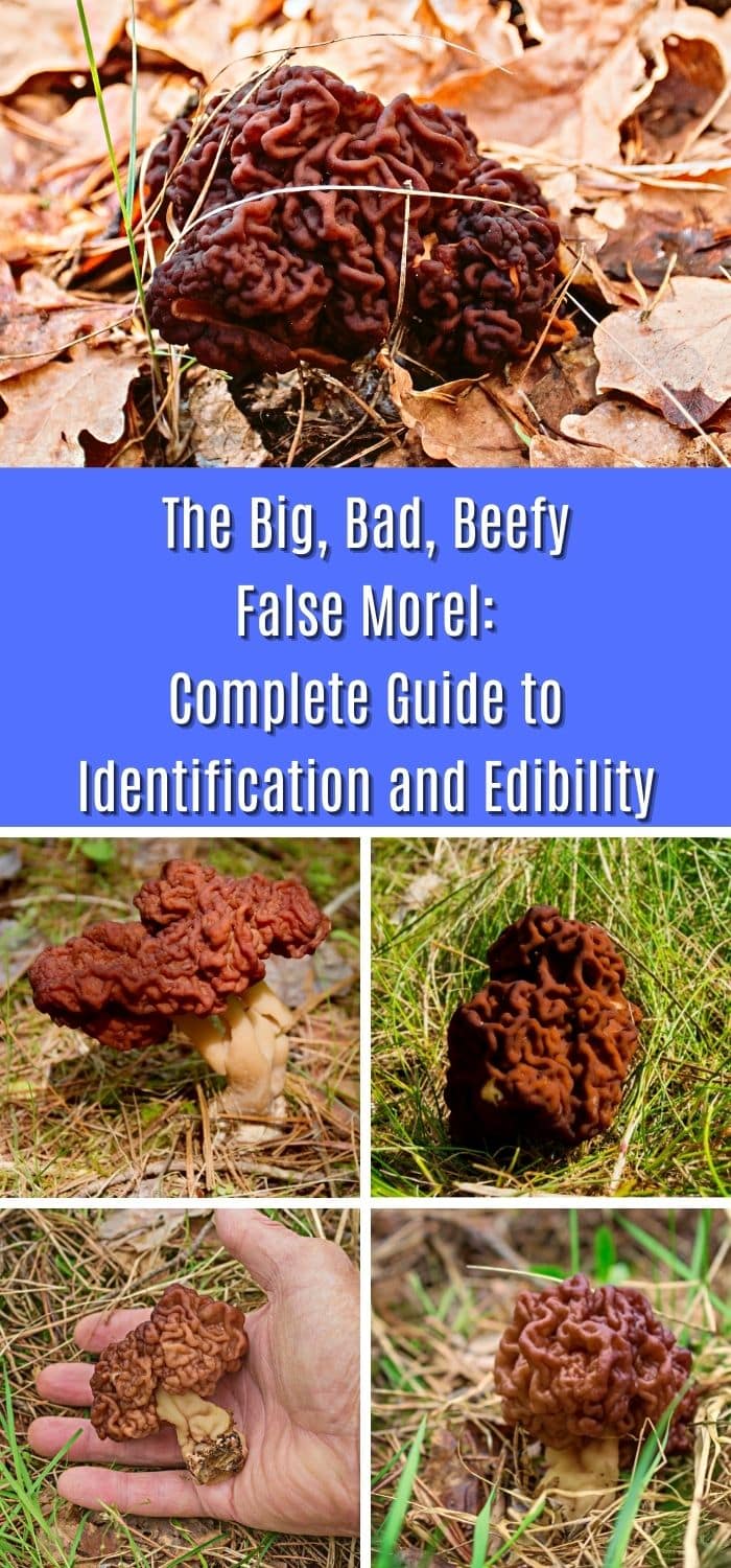 The Big, Bad, Beefy False Morel Complete Guide to Identification and